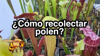 ¿Cómo recolectar y conservar polen  de sarracenias? | Plantas Carnívoras