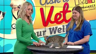 Ask a Vet: How to keep your pet safe during fireworks displays