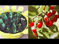 櫻桃、百香果種植合輯 | Cherry and passion fruit planting collection