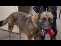 k9 officer stretch joins the bozeman police department