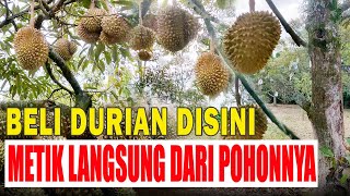 KEBUN DURIAN JENDRAL MAMAN | BELI DURIAN DISINI BISA PETIK LANGSUNG DARI POHONNYA - Jonggol Bogor