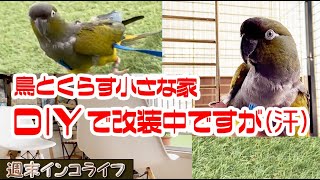 【DIY】初公開 鳥と暮らす小さな家 お日さまケージ ハーネス散歩 イワインコ『週末インコライフ』Burrowing parrot  Cyanoliseus patagonus