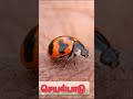 beetle butterfly joy flying india organic agriculture