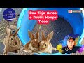 Menguruskan Tinja Arnab | Cara Mudah & Berkesan | Tiada Lagi Bau Yang Busuk & Tidak Menyenangkan