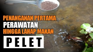 TERNYATA TIDAK SUSAH!!! cara merawat anak burayak ikan gabus hasil tangkapan alam hingga makan pelet