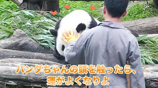 「甘え子パンダ✨」飼育員さん、もっと私の頭を触りなさい〜気持ちいいよ〜♥️ | iPanda パンダ楽園 #shorts