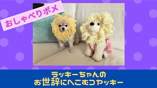 【おしゃべりポメ】ラッキーちゃんのお世辞にへこむコヤッキー