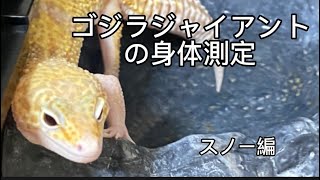 ゴジラジャイアントの身体測定【生後半年】スノー編　閲覧注意⚠️ピンクマウス出てきます