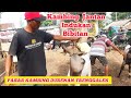 PASAR KAMBING DURENAN TRENGGALEK TERBARU KAMIS LEGI  31 OKTOBER 2024..