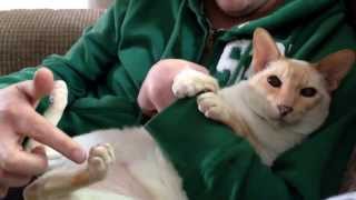 Cat with ticklish feet