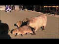 カピバラ （伊豆シャボテン動物公園篇③）仔カピちゃん続々登場！