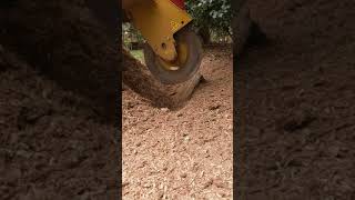 Rayco RG55R Stump Grinder putting in work in real time.