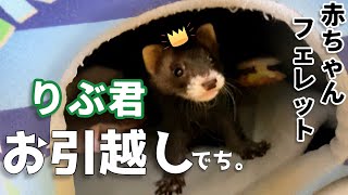 りぶと離れ離れになったママ(泣)寂しい【フェレット】