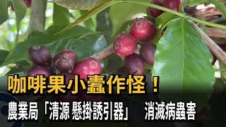 咖啡果小蠹作怪！　農業局\