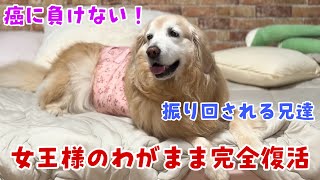 【癌との闘い】起き上がれなかった子がまさかの復活！わがままも完全復活！！〔皆さんありがとうございます〕