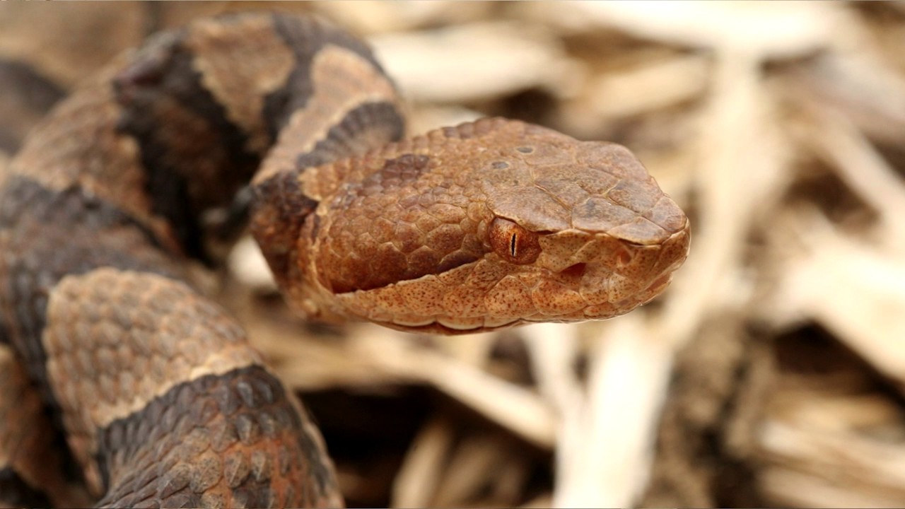 The Northern Copperhead Venomous Snakes Of New England Part 1 - YouTube