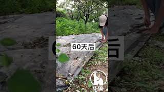 Want Weed control management?  防草布管用吗？