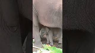 Most Cutest elephant baby video|| Adorable baby elephant 💕|| ||#shots #elephant #nature #wildlife