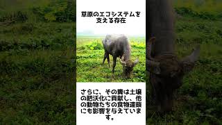 バッファローの知られざる秘密！草原を支配する巨獣の雑学 #1分雑学 #動物雑学#shorts #バッファロー #牛