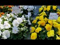 2023 California Spring Trials: How Syngenta Flowers Is Updating Its Delta Series of Pansies