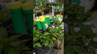 My first you tube video...looking at Hydrangeas at Lowes!!