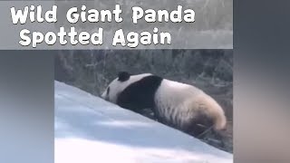 Wild Giant Panda Spotted Again in China’s Baoxing County | iPanda