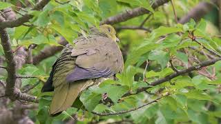 幸せのリュウキュウズアカアオバト　 Japanese Cherry Green Pigeon