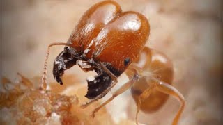 ザ・アンツ（TheAnts）の特級孵化で青品質特化アリのバラオオズアリ（Pheidole rosae）が孵化する瞬間！！当特化アリ保有済みの為、自動的に対応特化アリ残骸に変換。