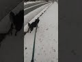 画面酔い注意⚠️雪道を激走するクロ☃️🦮🏃散歩に行くよクロ🐶🚶 柴犬 愛犬 黒柴 犬 いぬ いっぬ わんこ dog かわいい かっこいい イケメン 癒し cute love 雪 走る 散歩 犬のお散歩