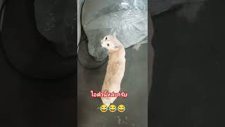 #funny #ลิปซิงค์เพื่อความบันเทิง #funnyshorts #คนตื่นธรรม #challenge #automobile #คลปตลก #cat ตัวนี้