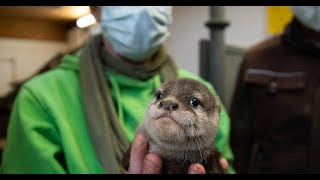 Tiergarten Kleve: Zwergotter erkunden das Außengelände