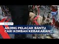 22 Orang Masih Dinyatakan Hilang, Polisi Kerahkan Anjing Pelacak untuk Cari Korban Kebakaran!