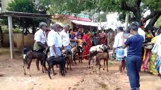 Poleramma jatara