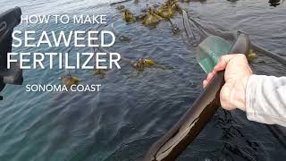 How To Make Seaweed Fertilizer: High Quality Liquid Gold!