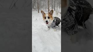 天候悪化につき散歩は中止… “Due to bad weather, the walk is canceled…”