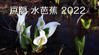 戸隠 水芭蕉 2022