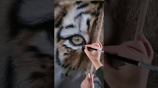 Hyperrealistic Tiger pencil drawing - Work in progress