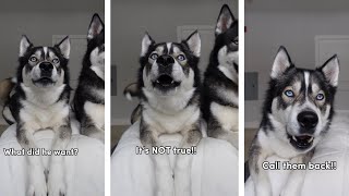 The Vet Said WHAT To My Husky?? (He Gets Mad and Speaks!)