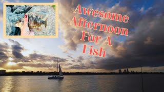 Southport Seaway Afternoon Fishing Session