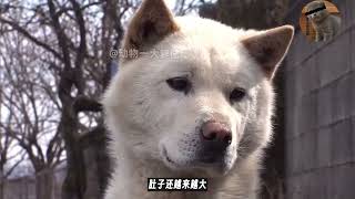 狗狗怀孕半年却未生产，守着空房苦等主人3年，善良大姐出手相救