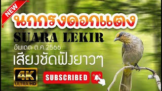 Merbahlekir นกกรงดอกแตง 2023 เสียงนกกรงดอกแตงล่าสุด