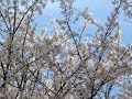 樽見の大桜へ（仙桜）sakura