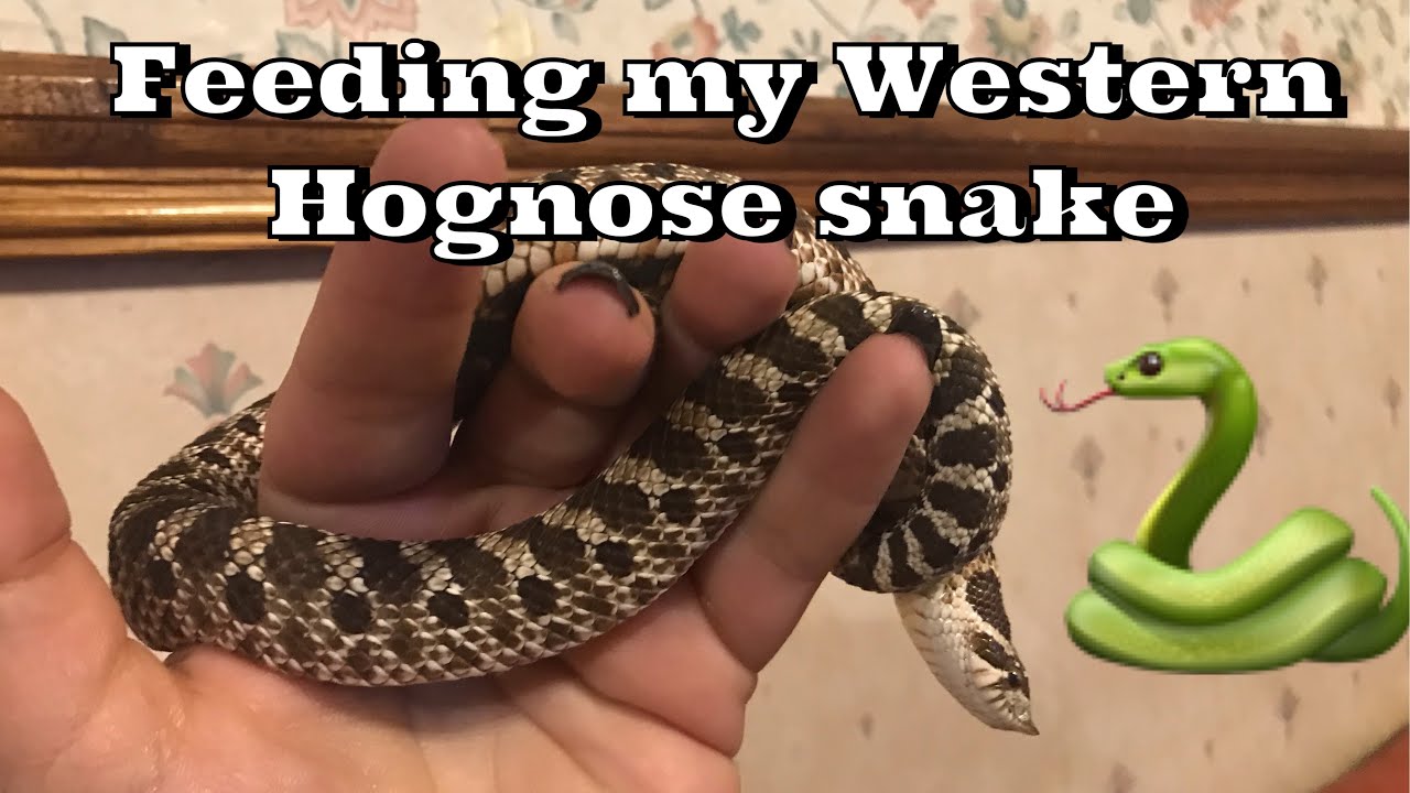 Snake Feeding Video Youtube
