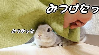 油断するとすぐかくれんぼを始めてしまうウサギさんに翻弄される飼い主