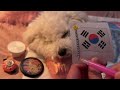 asmr 🐶 cute snoring dog💤