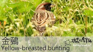 金鵐 Yellow-breasted bunting (20220417) 4K