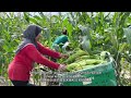 Teknologi Tanaman Jagung Manis di Kedah