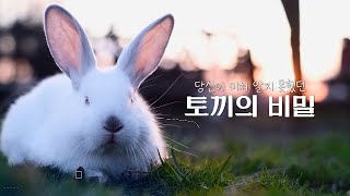 계묘년 새해특집 | 당신이 미처 알지 못했던 토끼의 비밀