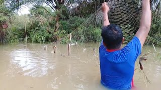 BERKAH BANJIR DIKEBUN SAWIT // Menjaring IKAN