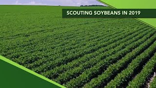 Scouting Soybeans in 2019 (From Ag PhD #1113 - Air Date 8-4-19)